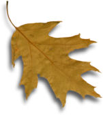 Leaf